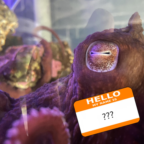 Vote For Your Favourite Octopus Name!