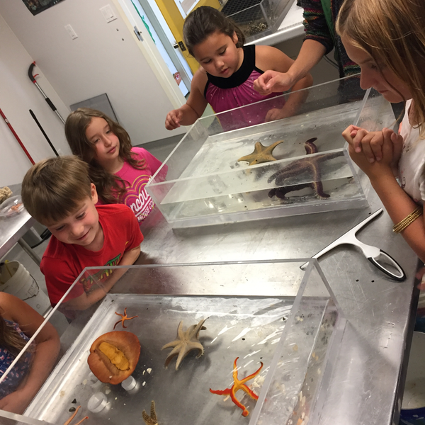 Science Camps (Ages 7-11)