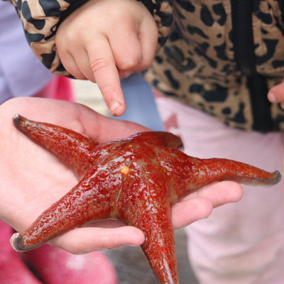 Register Now: Ocean Discovery After School Club